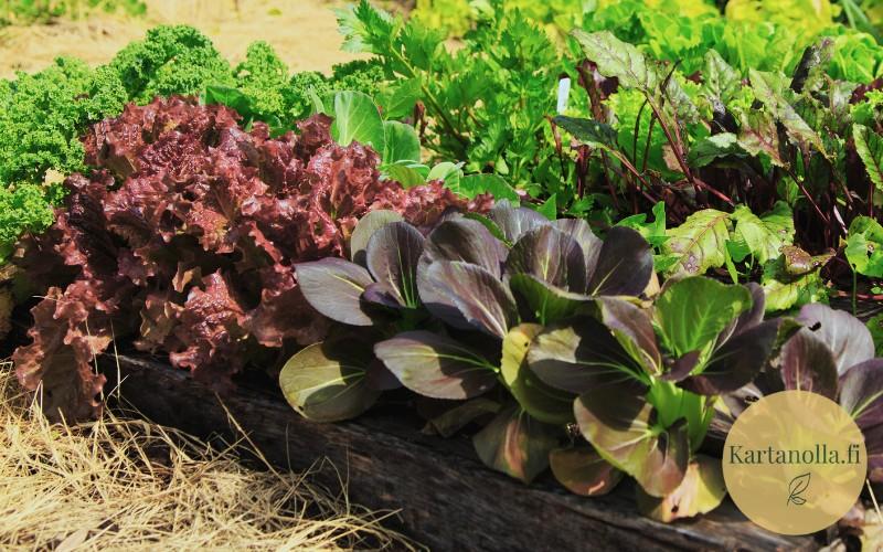 Salaattia kasvimaalla