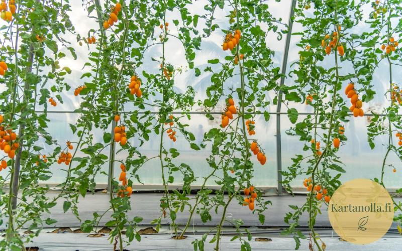 Korkeiksi_kasvaneita_kasvihuonetomaatteja