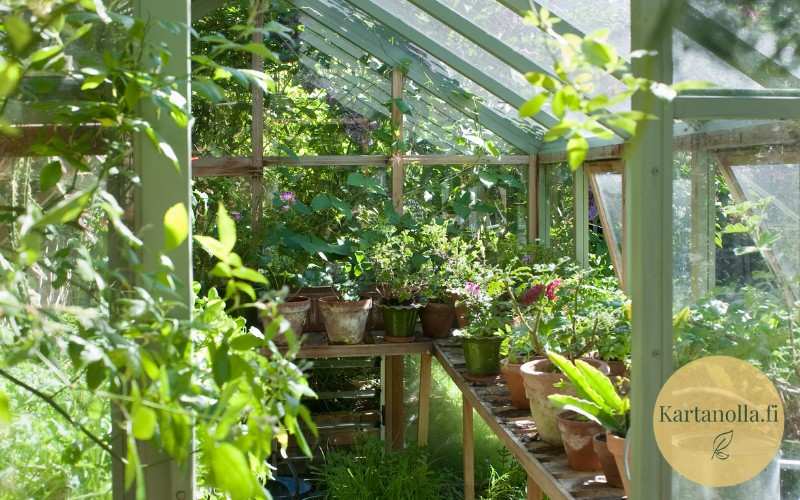 Ruukkukasveja_kasvihuoneessa