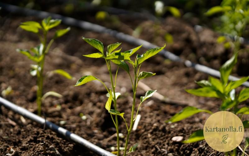 Tippukastelujarjestelma