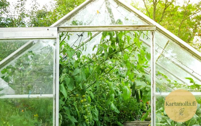 Pieni_kasvihuone_taynna_kasveja