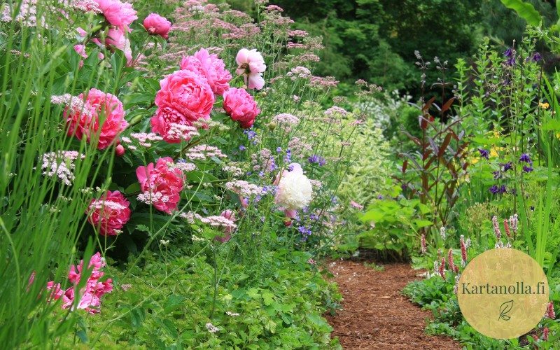 Englantilainen-cottage-garden-runsas-perennapuutarha