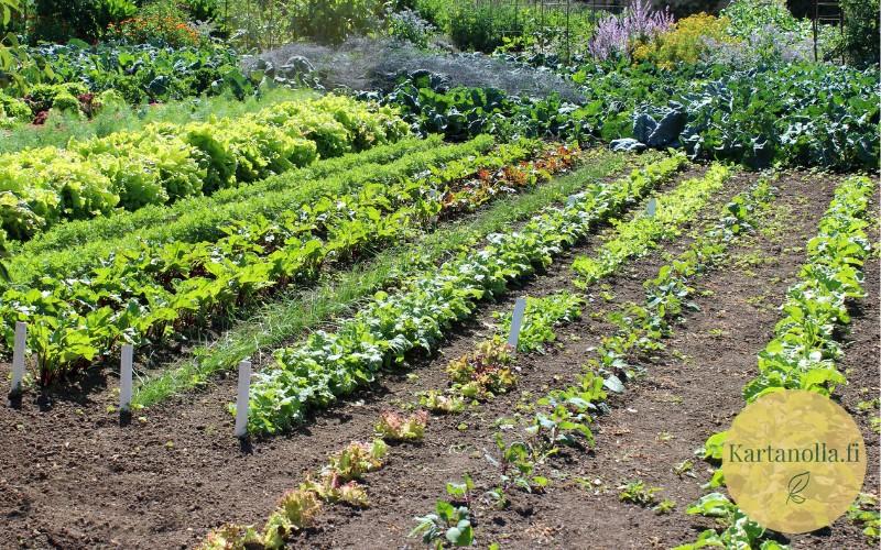 Kasvimaan-sijainnilla-on-suuri-merkitys-onnistumisessa