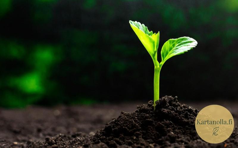 Kasvualustan-parantaminen-hero