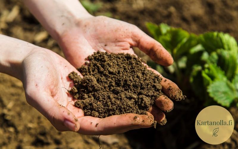 Kuohkea-ja-mureneva-maa-on-ihantellinen-kasvualusta
