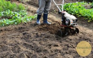 Puutarhajyrsin-kasvimaalla