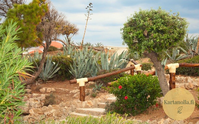 Valimerellinen-puutarha-kivipinnat-ja-kuivuutta-kestavat-kasvit