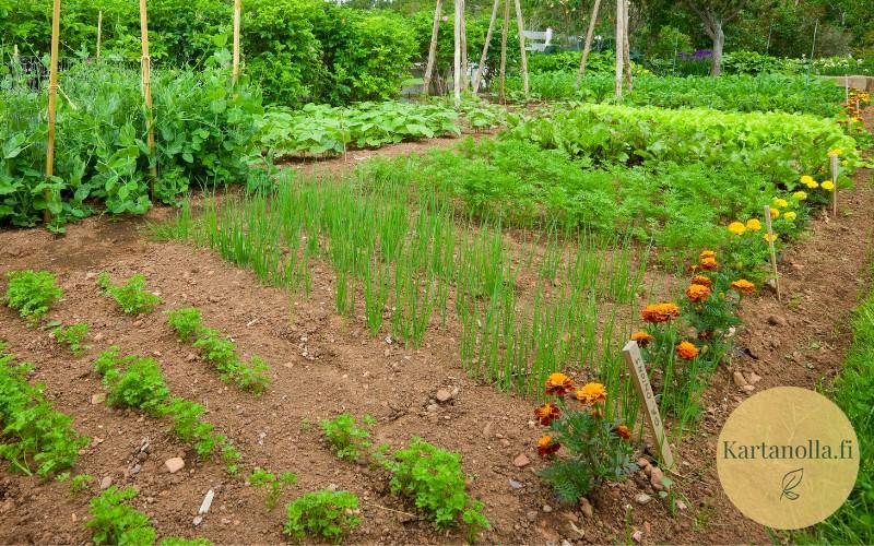 Avomaaviljely-kasvimaalla