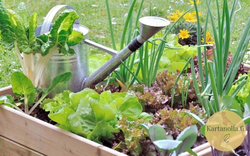 Kasvimaan-perustaminen-lavakaulus-kasvimaa