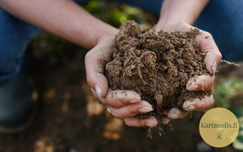 Kasvimaan-perustaminen-multaa-kasissa